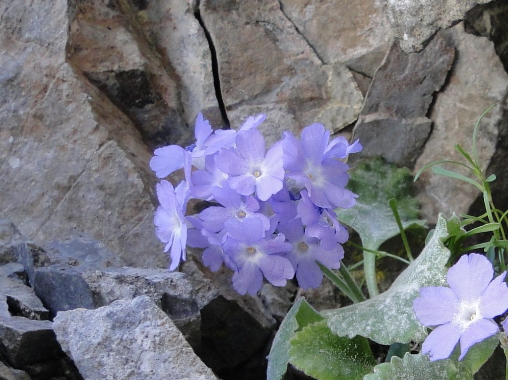 Primula albenensis / Primula del M. Alben